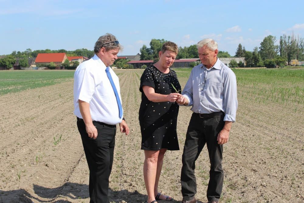 Otto Ränsch (r.) führt Ministerin Claudia Dalbert und den Landtagsabgeordneten Dietmar Krause am Montagvormittag über ein trockenes Maisfeld bei Lausigk.