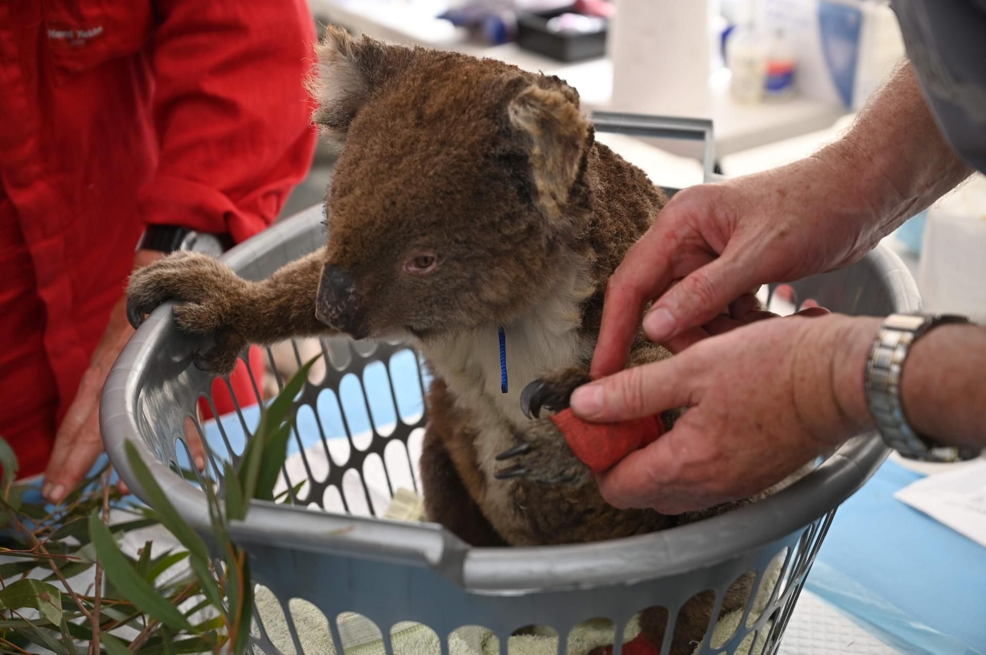 Ein verletzter Koala