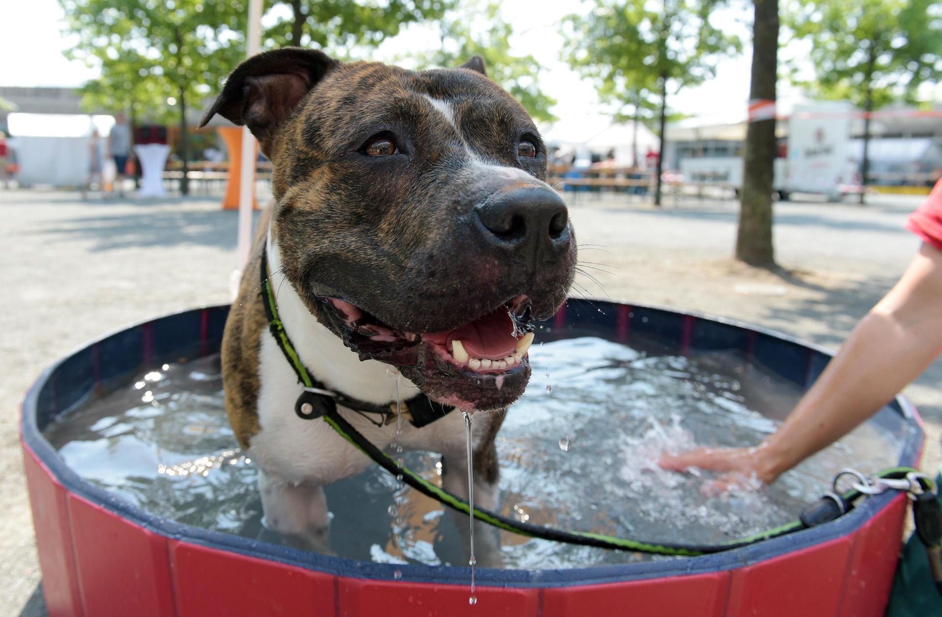 Ein American Staffordshire Terrier sitzt bei Hitze in einem Wasserbecken. Vor etwa acht Jahren wurde in Thüringen eine Rasseliste für gefährliche Hunde eingeführt. Jetzt wurde sie wieder abgeschafft.