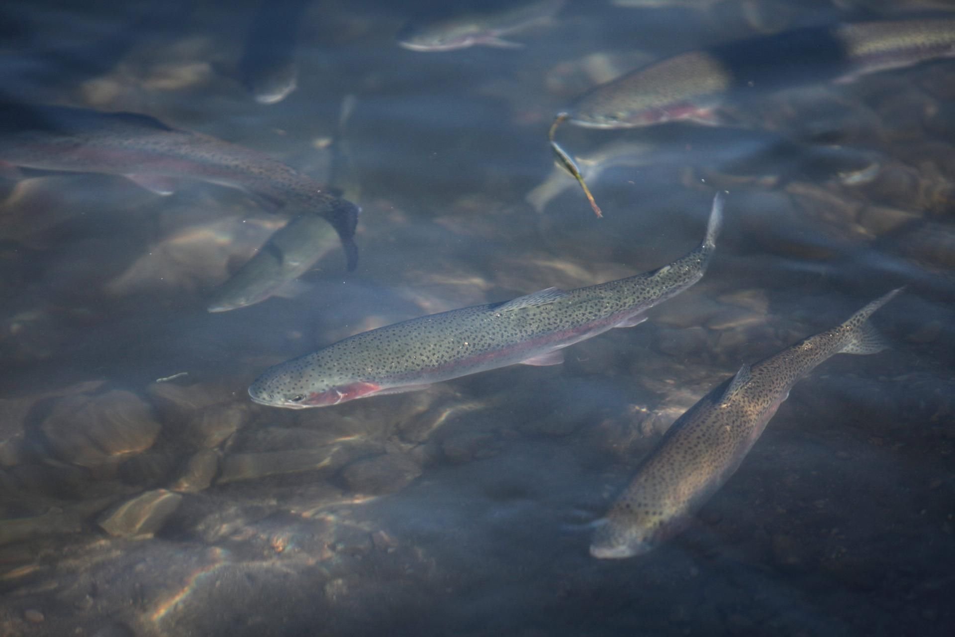 Forellen in einem Fischzuchtbecken