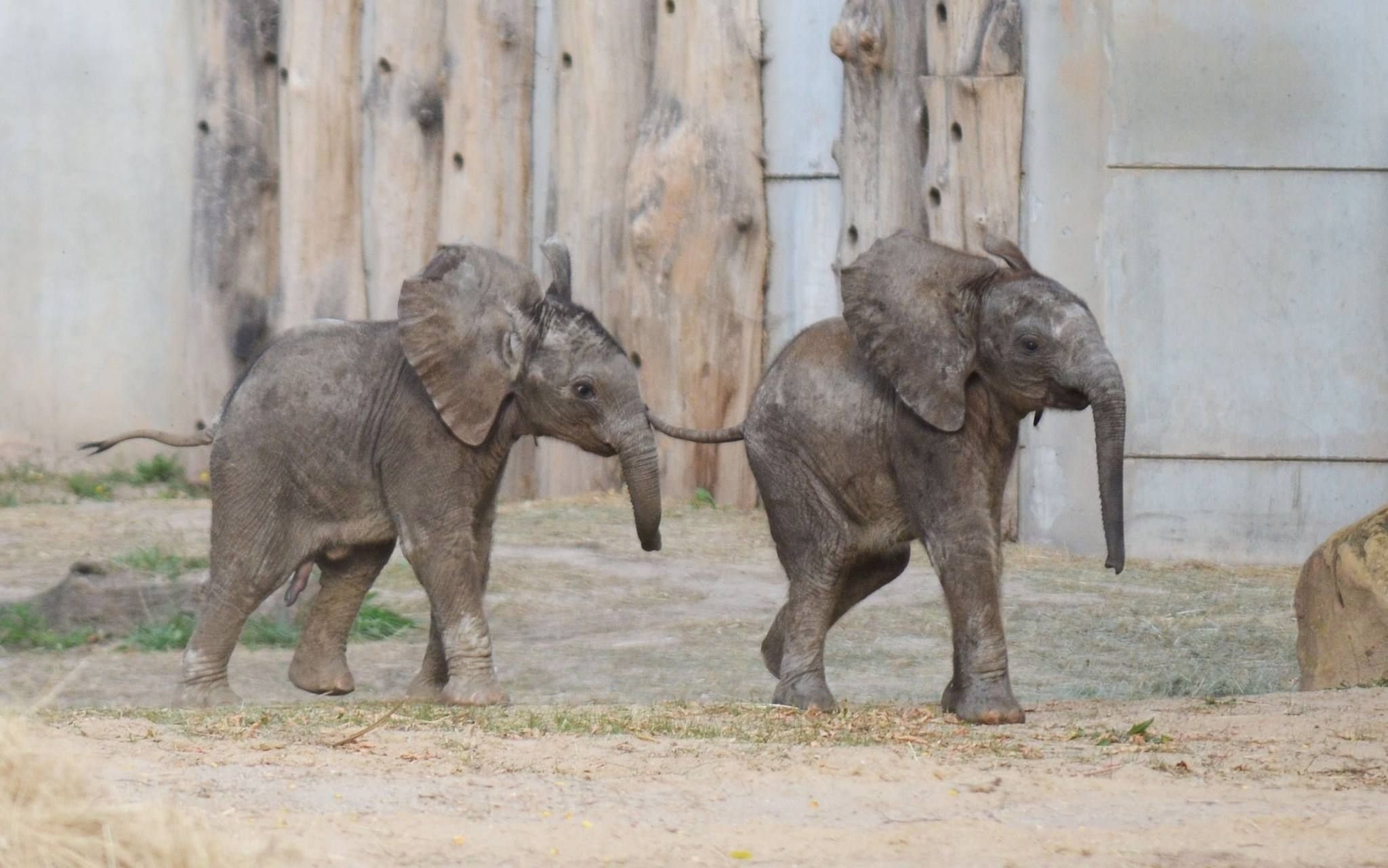Die Elefantenkälber Tamika und Ayo auf der Außenanlage im Bergzoo Halle
