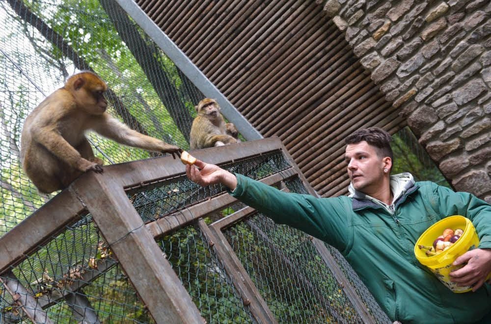 Tierpark Köthen: Eine wichtige Futterquelle ist weggebrochen