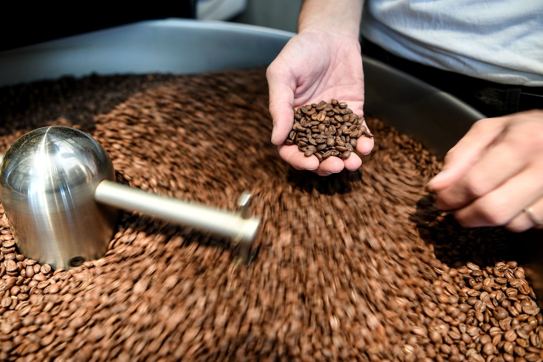 Ein Mann kontrolliert frisch geröstete Kaffeebohnen.