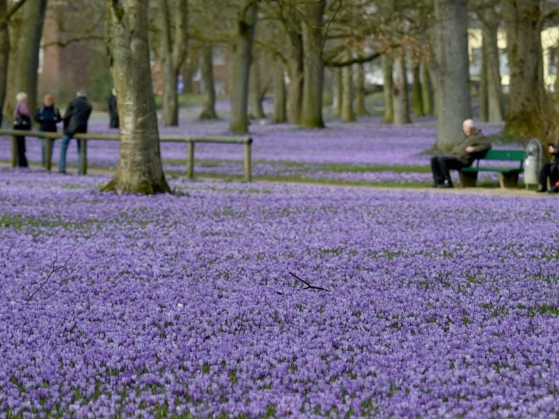 Ein Meer aus blühenden Krokussen bedeckt die Anlagen rund um das Schloß. Foto: Carsten Rehder/Archiv