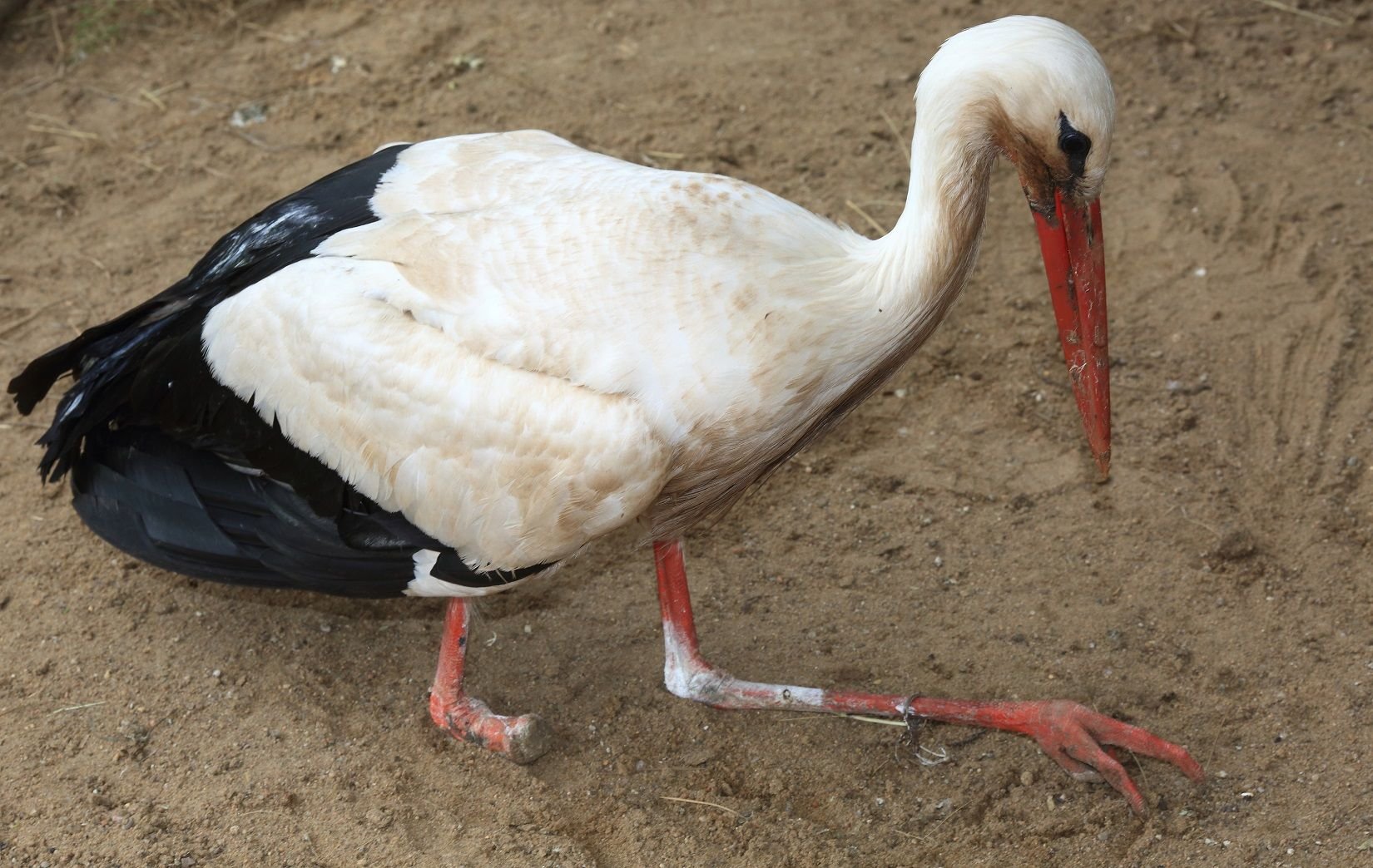 Der Storch hatte sich vermutlich in einer Angelsehne verfangen und dabei sein rechtes Bein verloren.