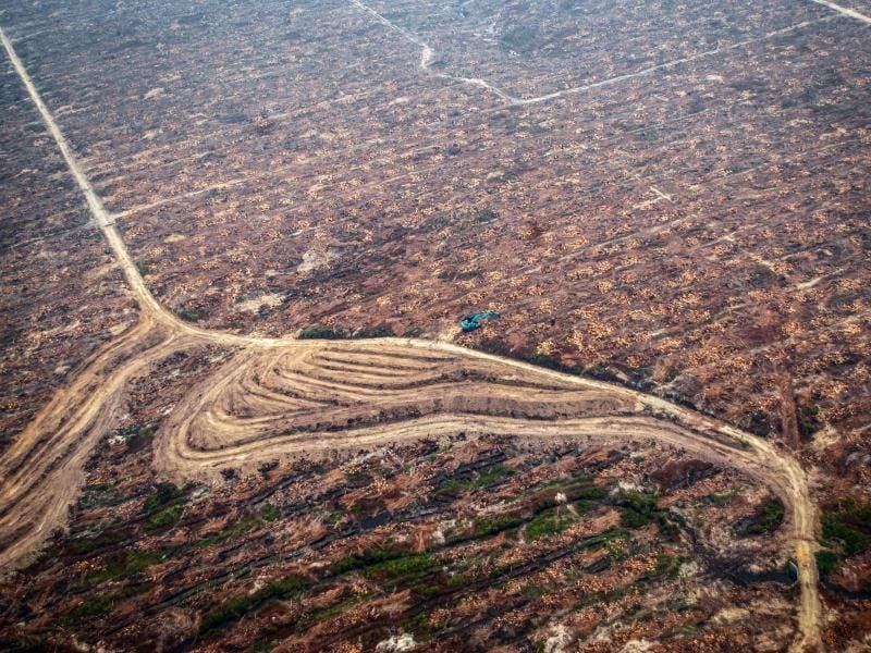 Ein geräumter und für die errichtung einer Palmöl-Plantage vorbereiteter Landstrich bei Rokan Hulu in Indonesien. Foto: Rony Muharrman/EPA
