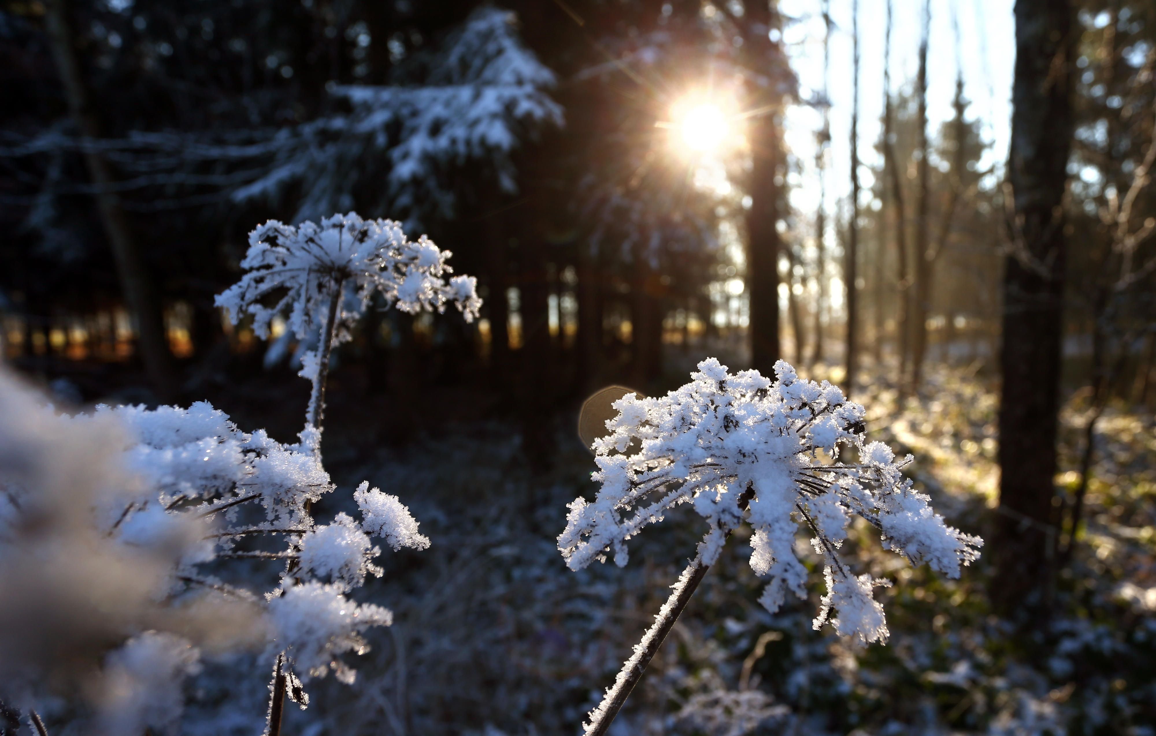 Mit Reif überzogene Pflanzen glitzern in einem Wald im Sonnenlicht.