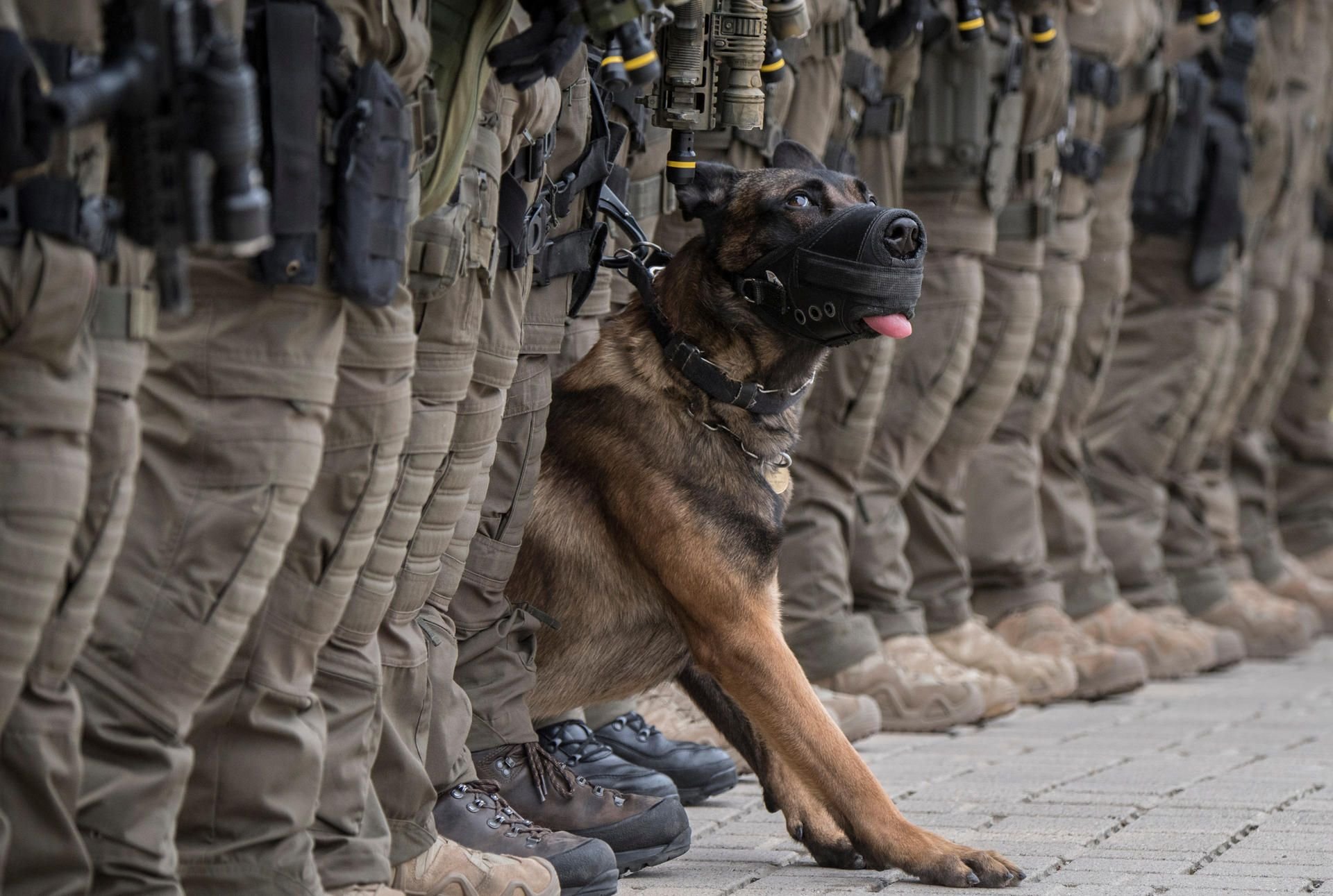 Der kolumbianische Polizeihund Sombra wurde schon als Welpe zum Drogenspürhund ausgebildet. (Symbolbild)