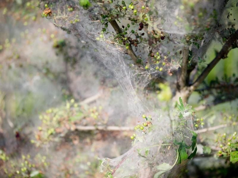In den feingewobenen, watteartigen Hüllen befinden sich Larven, die sich vom Blattwerk ernähren. Es handelt sich dabei um Gespinstmotten. Gartenfreunde sollten diese jedoch idealerweise nicht vernichten. Foto: Kay Nietfeld