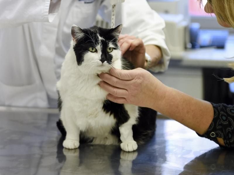 Tierärztin Petra Kölle (l) misst Katze Mausi: Sie ist zu dick. Diät-Futter soll ihr helfen, abzunehmen. Foto: Andreas Gebert/dpa/dpa-tmn