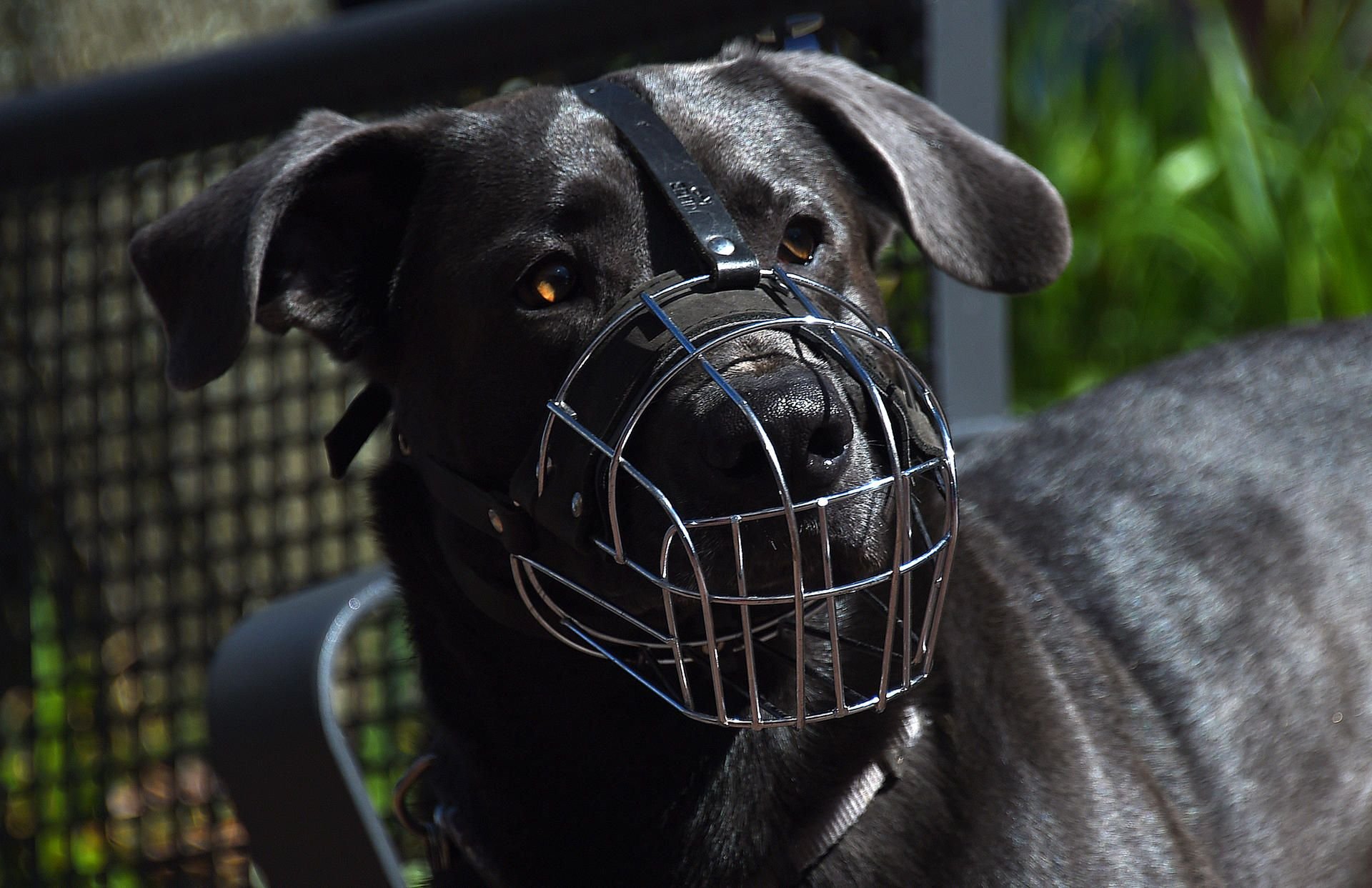 Ein Hund mit einem Maulkorb
