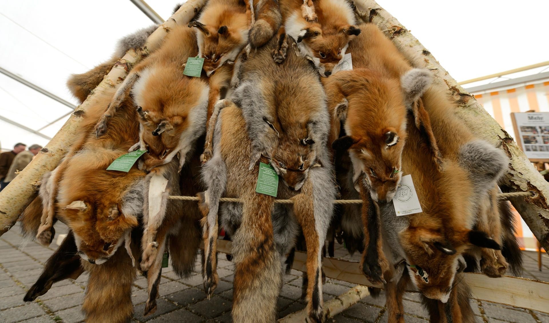 Fuchsfelle hängen bei einem Landesjägertag in einem Zelt.