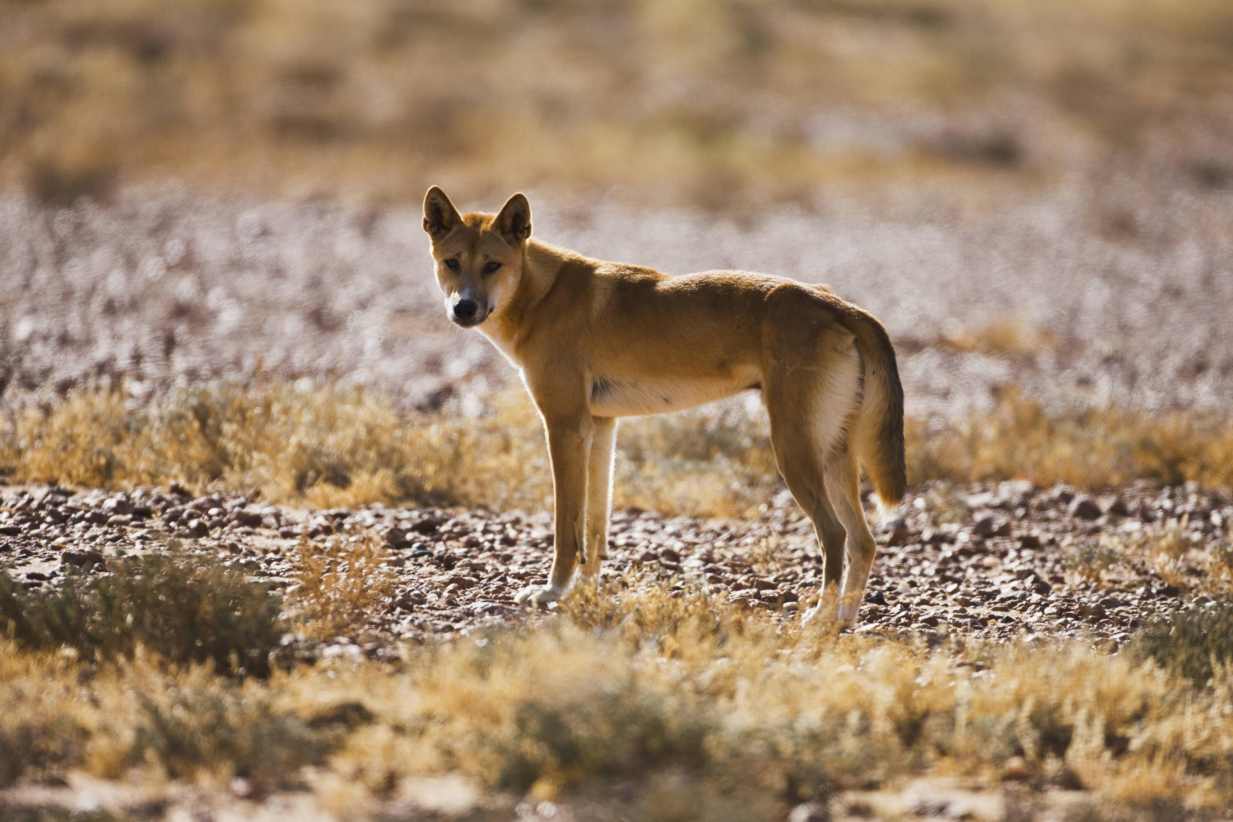 Dingo in der australischen Morgensonne.