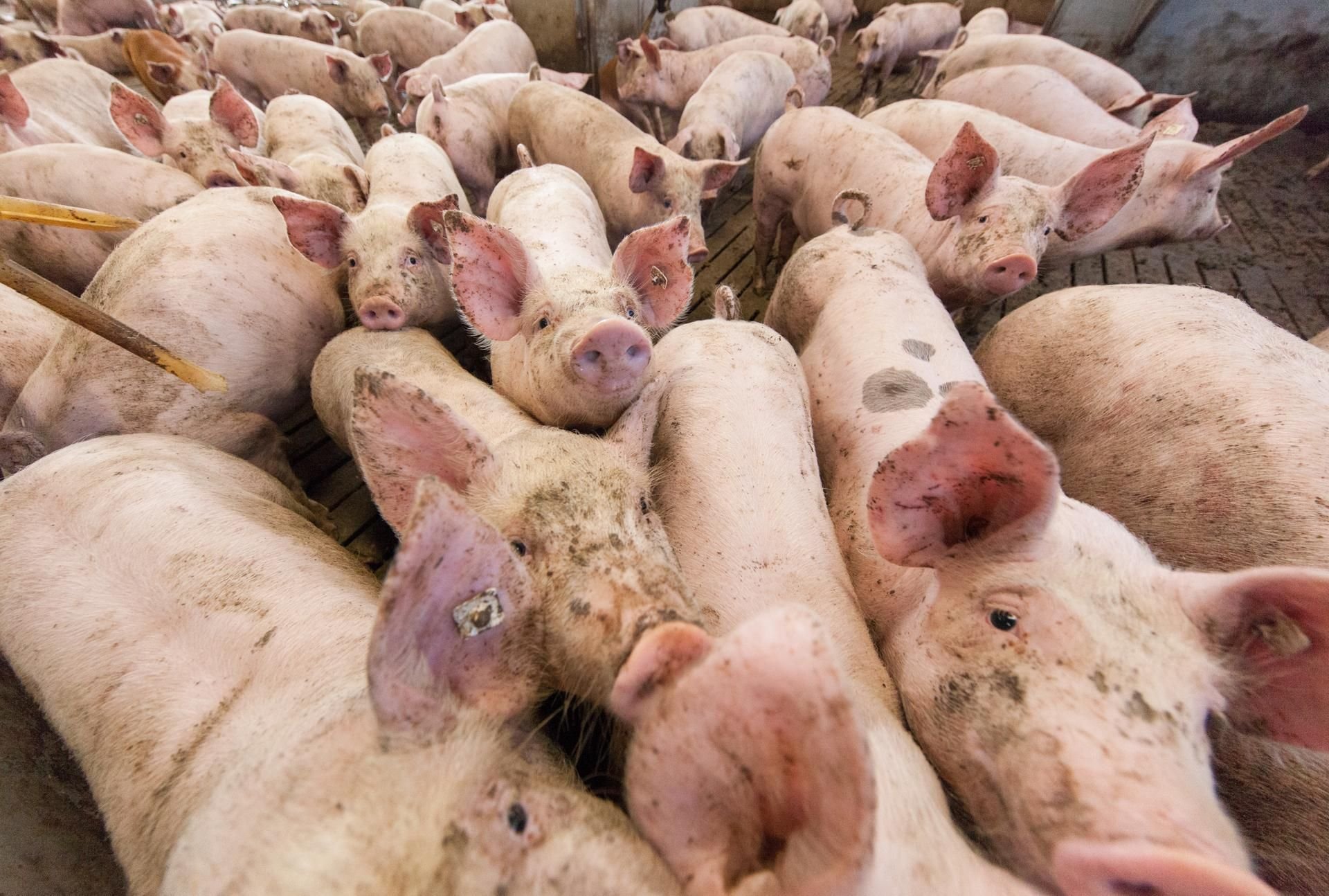 Schweine stehen in einem Stall. (Symbolbild)