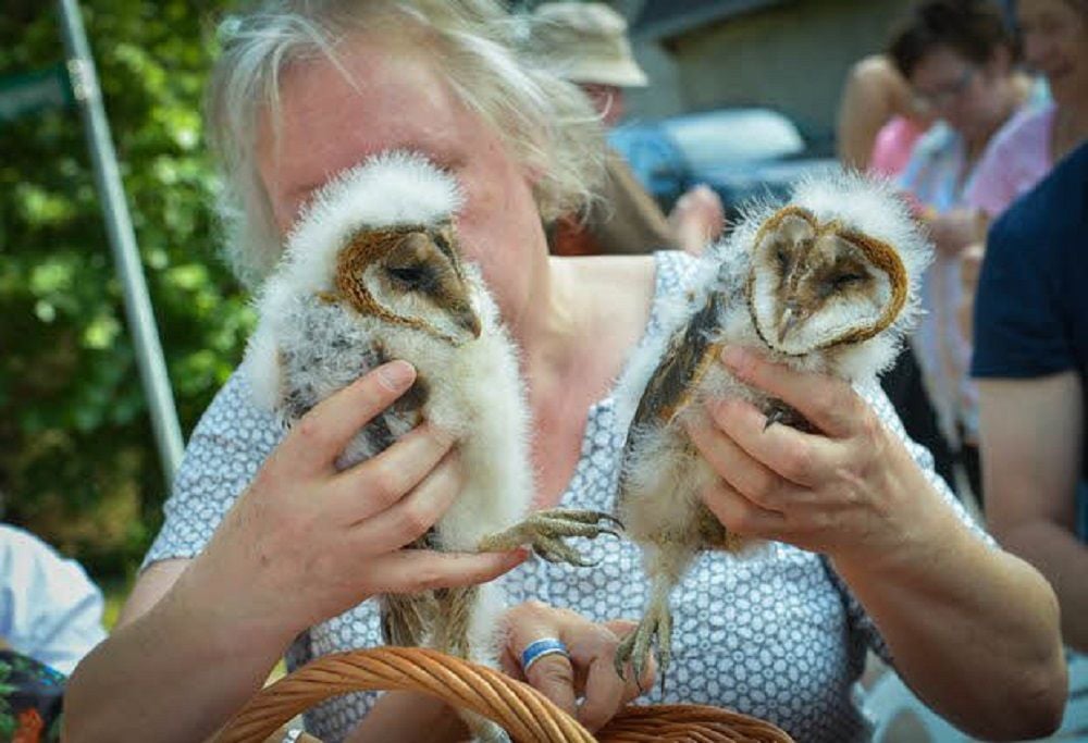 Die Schleiereuelen von Körnitz.