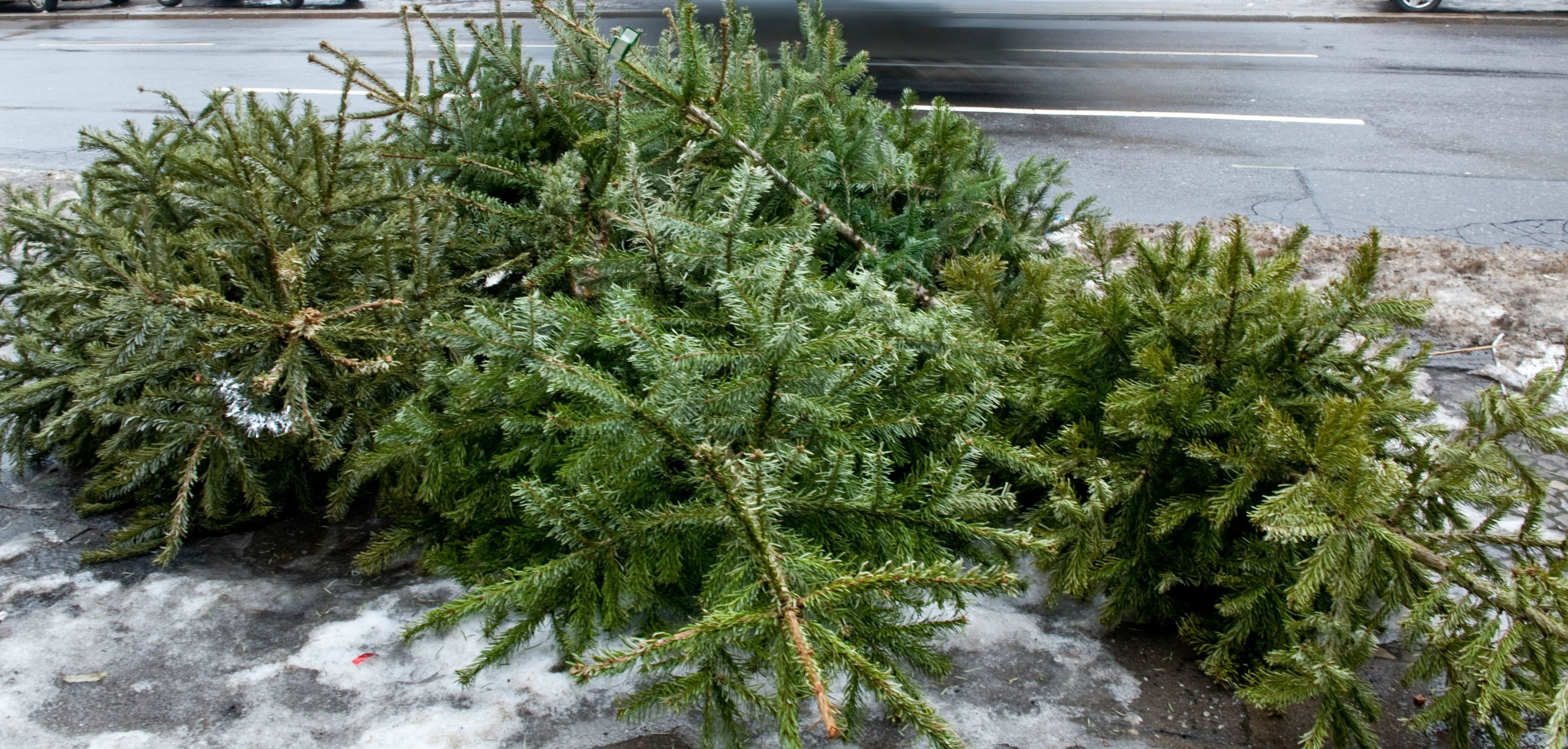 Die Stadt Halle hat für Weihnachtsbäume Sammelstellen eingerichtet