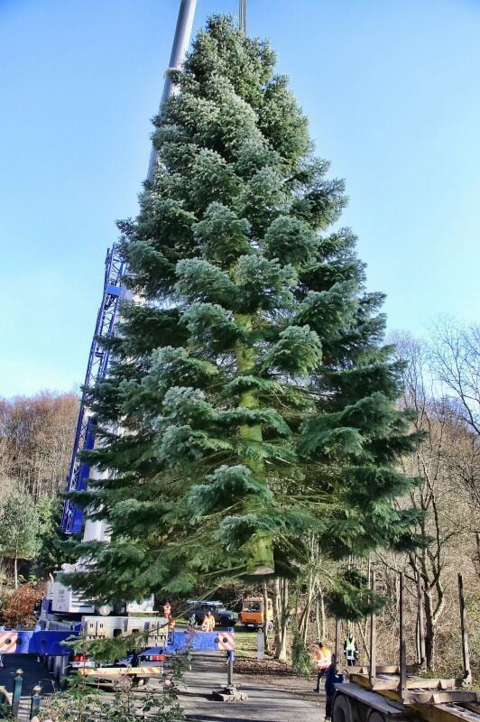 Der zweieinhalb Tonnen schwere Baum schwebte am Kran fast schon spielerisch durch die Luft.