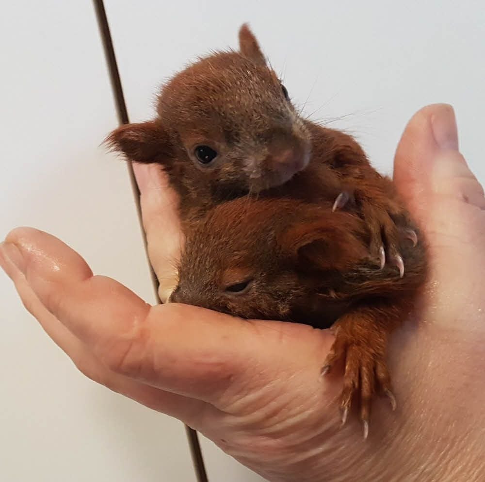 Eine „Handvoll“ Eichhörnchen namens Bonnie und Clyde wurde mühsam aufgepäppelt.