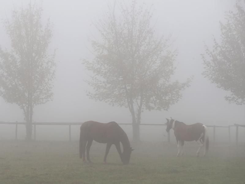 Im Herbst sollten Pferde keine Eicheln und auch nicht das Laub der Eichen fressen. Foto: Karl-Josef Hildenbrand