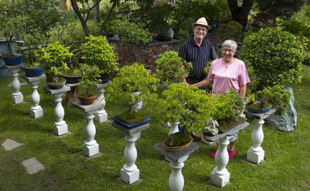 Seit über 30 Jahren sammeln und züchten Jutta und Wilfried Bohms in ihrem Garten Bonsai-Bäume.