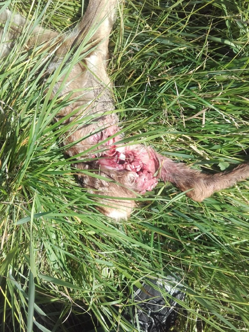 Rehkitz tot im Gras.