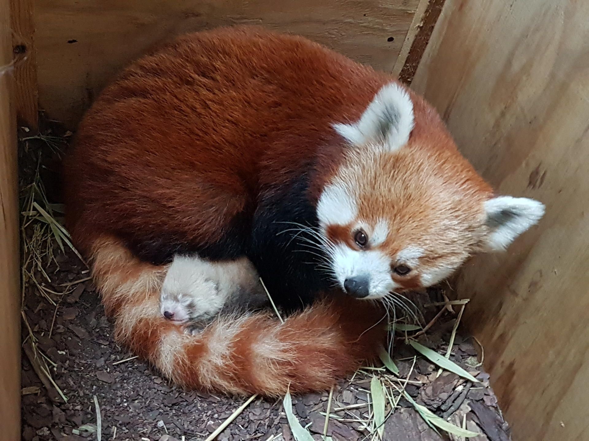 Seltener Nachwuchs Im Bergzoo: Seltener Nachwuchs Im Bergzoo: Kleiner ...