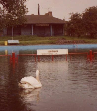 Selbst ein Schwan kann sich mal verirren ... Das rote Gitter trennte Schwimmer- und Nichtschwimmerbereich. Ursprünglich stand an dieser Stelle ein Laufsteg, der später abgerissen wurde.