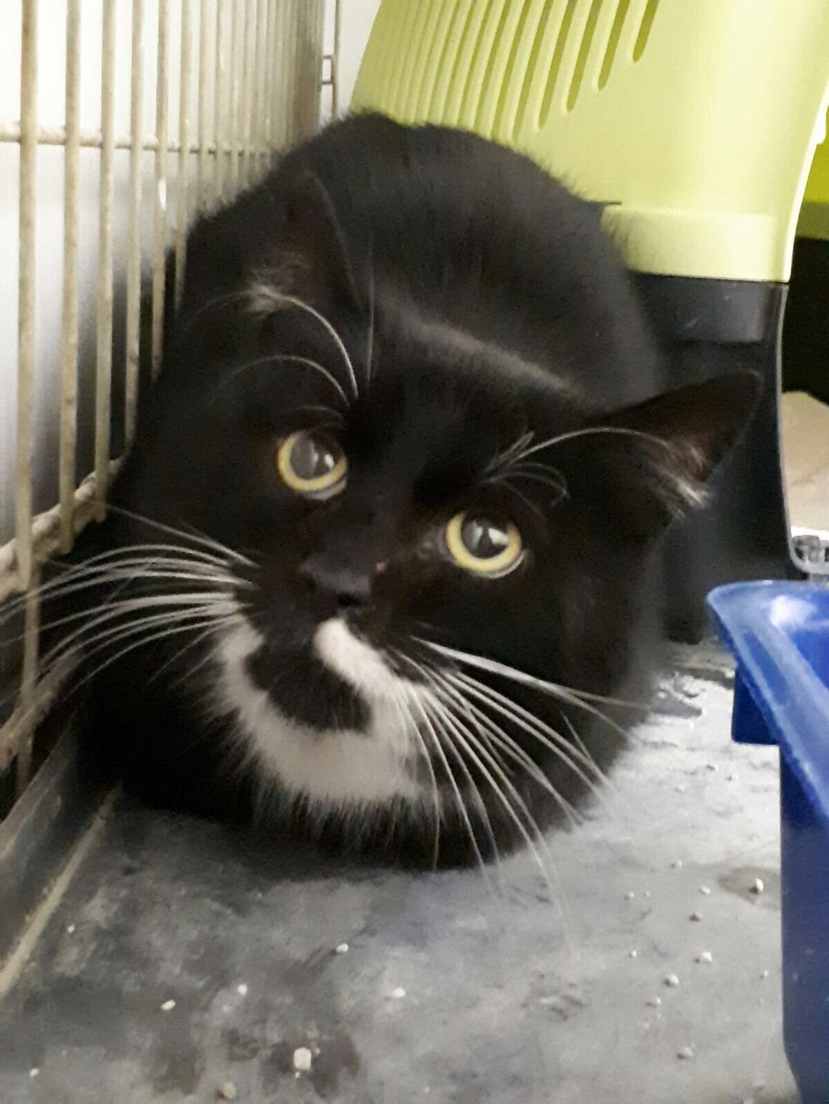 Dieser Kater musste aus dem Gully gerettet werden