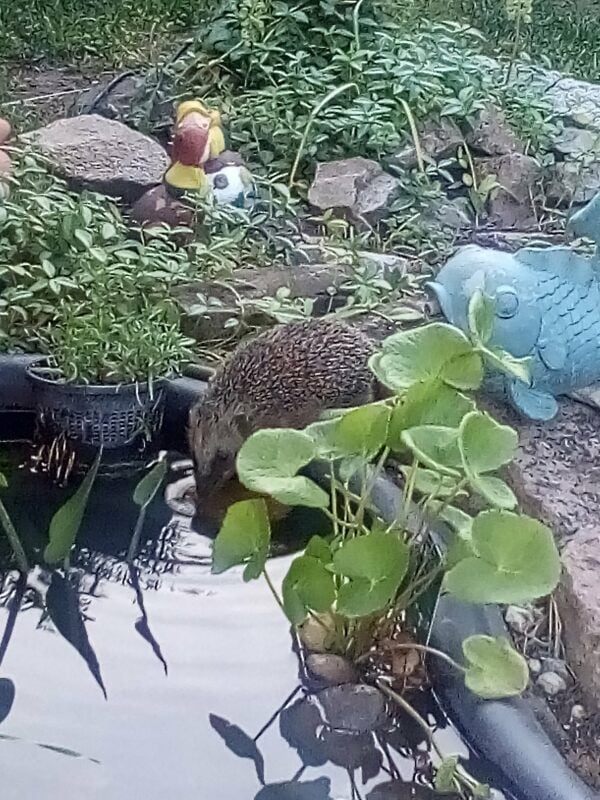 Igel am Gartenteich