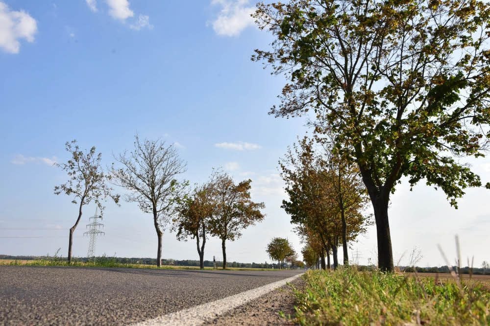 Allee der toten Bäume: Willkommen in Kleutsch.