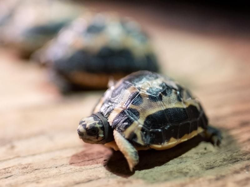 Im Zoo Hannover freut man sich über die Geburt der Madagassischen Spinnenschildkröte. Foto: Peter Steffen