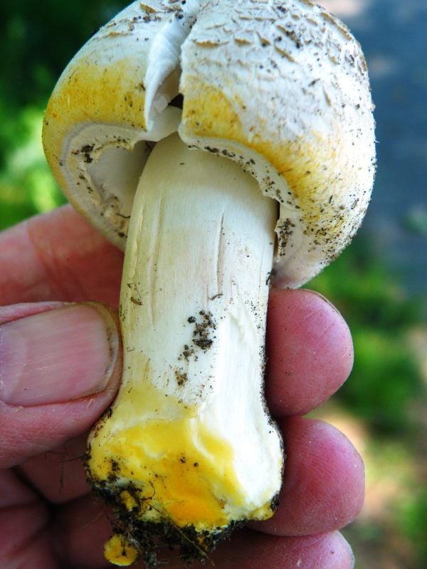 Wenn sich ein Champignon so gelb färbt, ist es die giftige Variante.