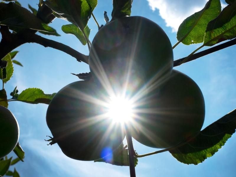 Die Sonne scheint durch drei Äpfel an einem Obstbaum. Foto: Martin Gerten/Archiv