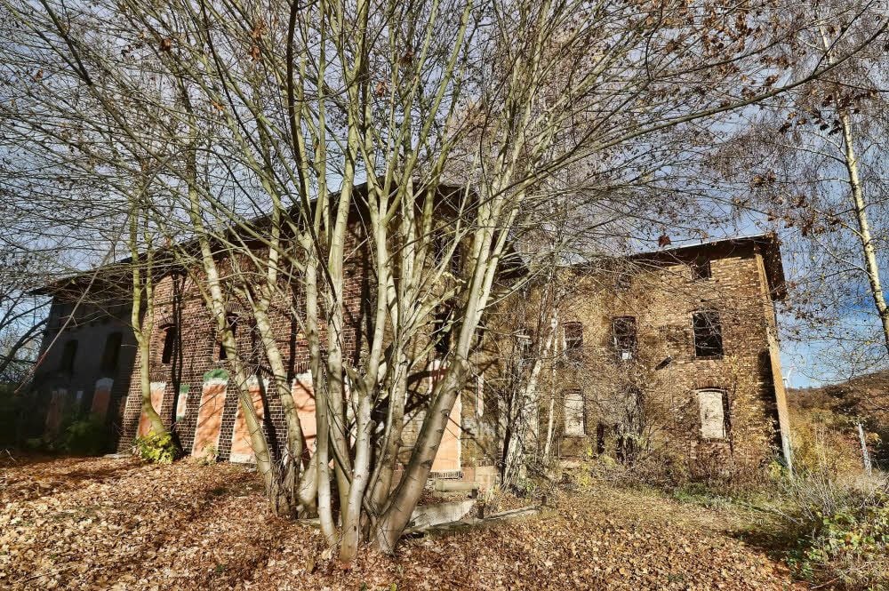 Mittlerweile haben Büsche und Bäume die Fläche erobert.