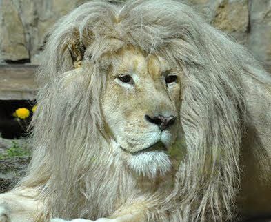 Auch einen weißen Löwen gibt es im Zoo in Aschersleben.