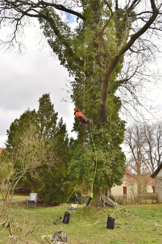 Alte Esche im Standfestigkeits-Test: Maximilian Enders bringt ein Zugseil am Baum an.