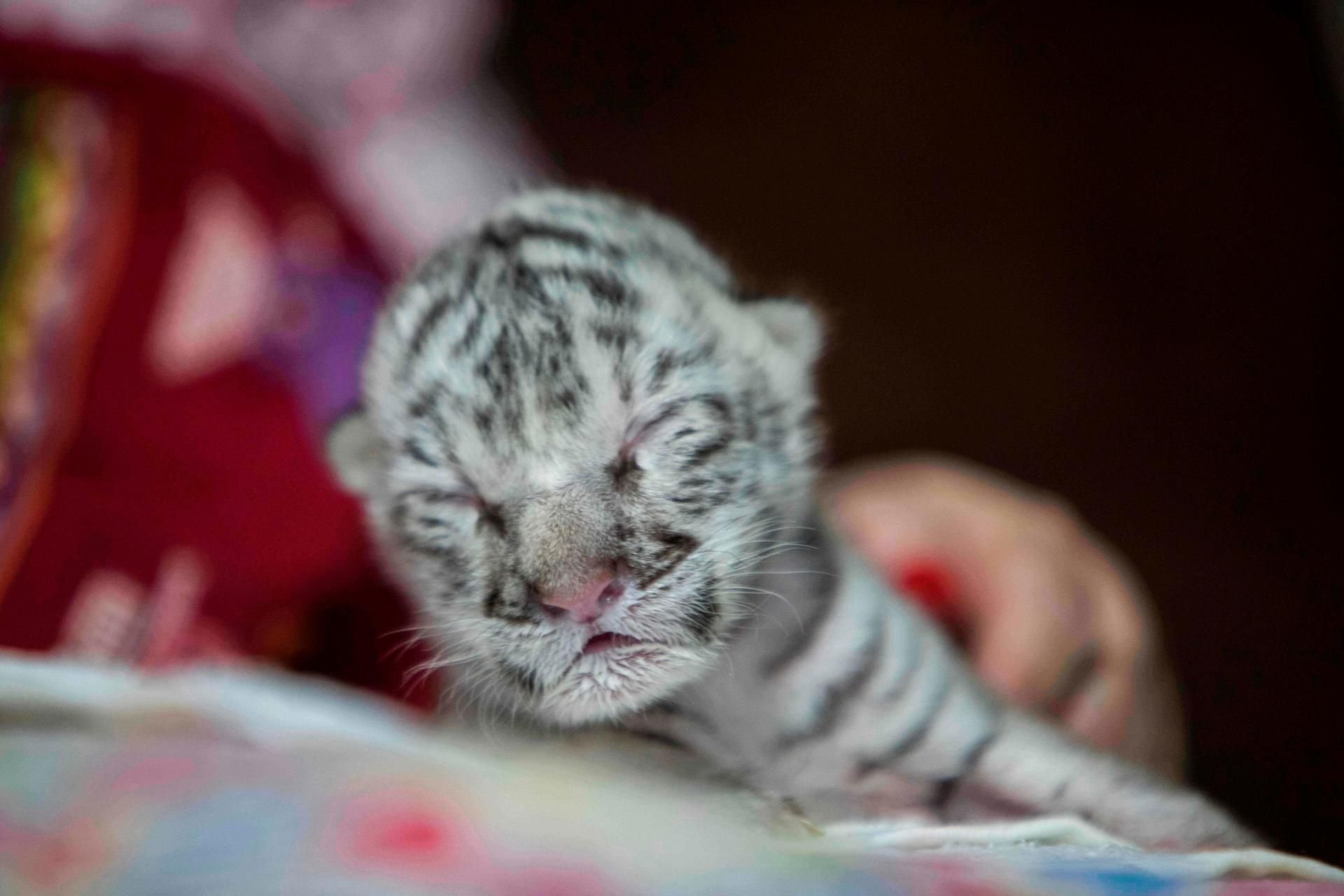 Die kleine weiße Tigerin wurde von ihrer Mutter verstoßen. Die seltenen Tiere leiden oft an Missbildungen oder anderen Folgen der Erbschäden.