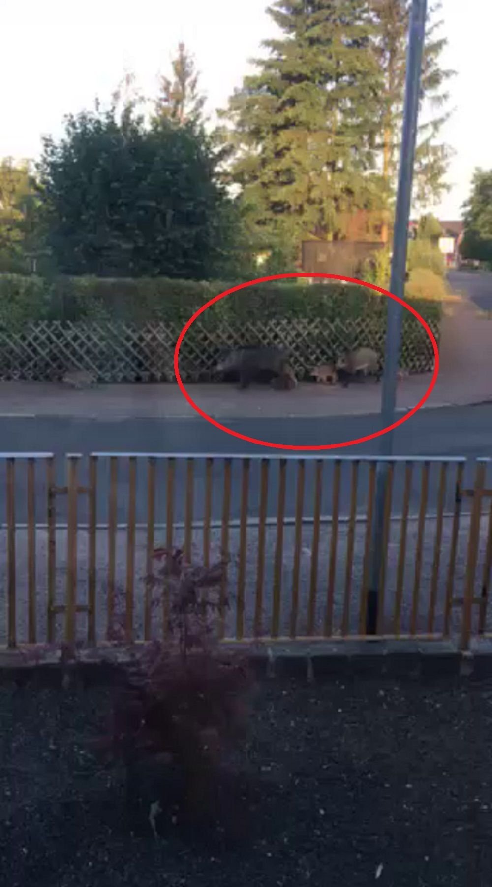 Wildschweine im Peterholzhang in Haideburg - ein Video schickte Leserin Marie Günther an die MZ.
