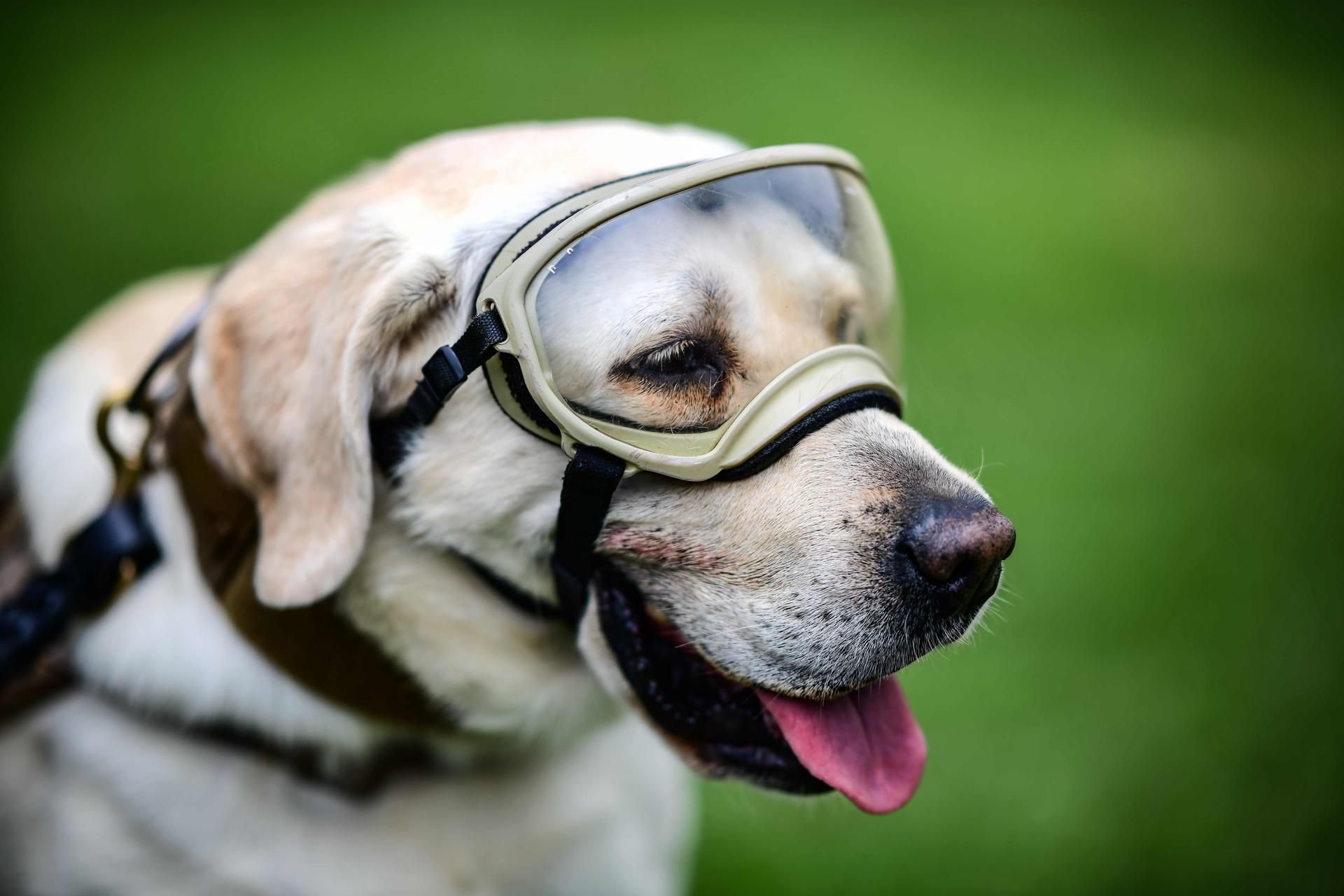 Labrador Frida