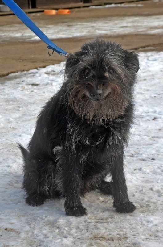 Auch der Schnauzermischling Bürschchen sucht ein neues Zuhause. Er ist neun Jahre alt und wurde aus gesundheitlichen Gründen der Halter ins Tierheim gegeben. Trotz seines Alters geht er noch gern spazieren, tollt herum und ist an das Zusammenleben mit Menschen gewöhnt. Die Tierheim-Mitarbeiter suchen für ihn ein älteres Ehepaar, das sich liebevoll um ihn kümmern kann.