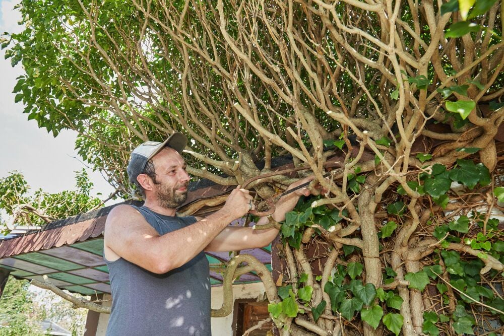 Martin Sander verschneidet die Hecke an seiner Laube und senkt den Altersdurchschnitt der Altenburger „Laubenpieper“ erheblich.