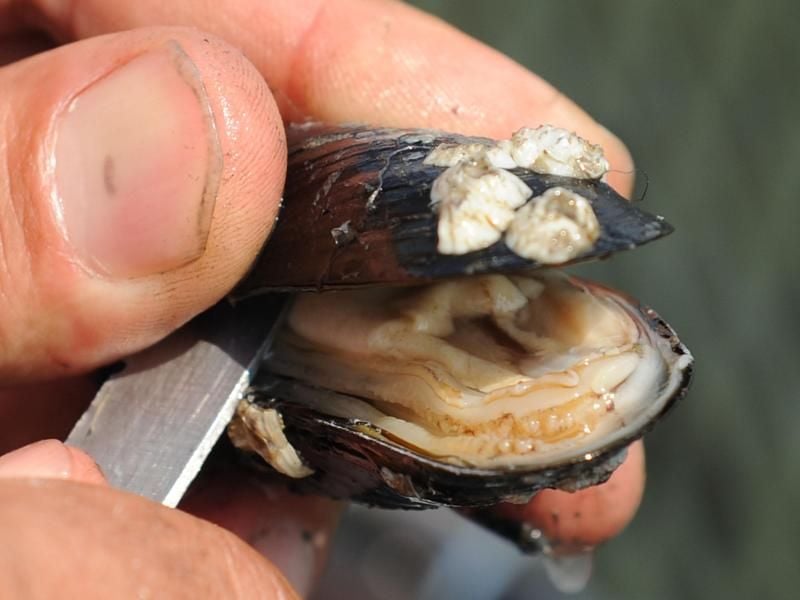Ein Fischer zeigt eine frisch aus der Nordsee vor Greetsiel (Niedersachsen) gefischte, aufgeschnittene Miesmuschel an Bord eines Muschelfangschiffes. Foto: Carmen Jaspersen
