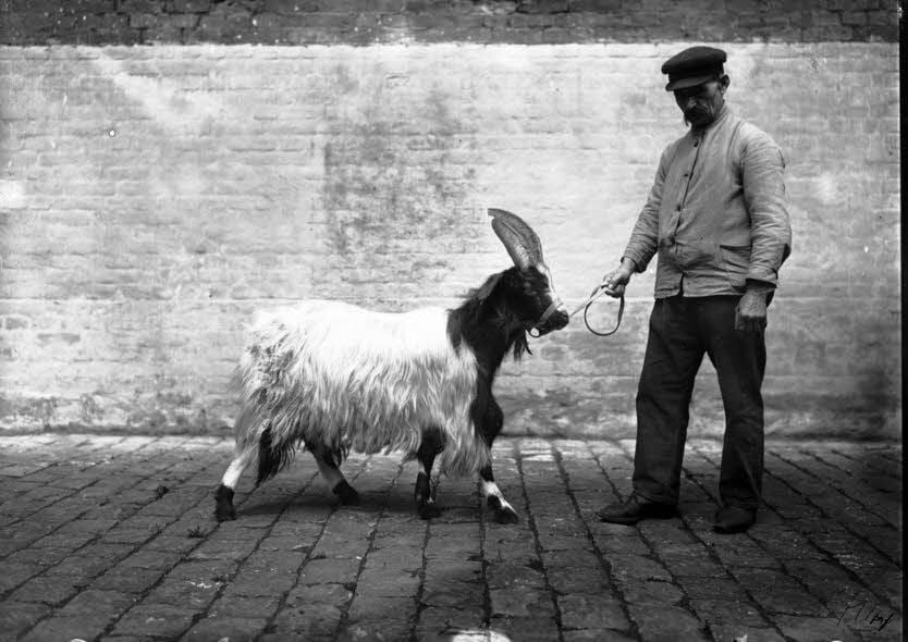 Ein Mitarbeiter des Haustiergartens lässt sich 1912 mit einem Kaschmir-Ziegenbock ablichten. Dessen Wolle ist von feinster Qualität.