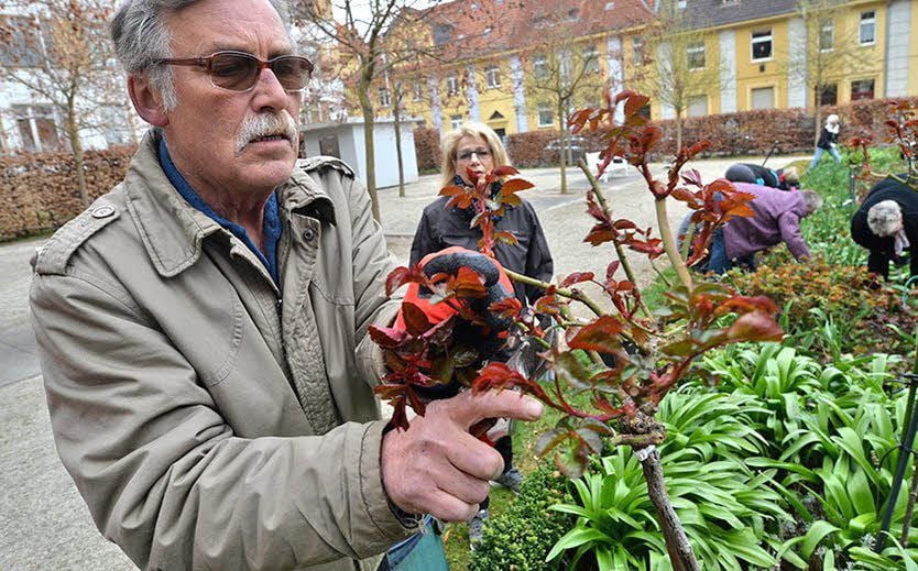 Jürgen Mattern gibt Ratschläge zur Rosenpflege.