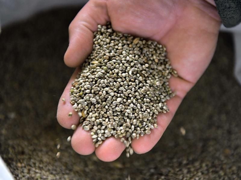 Hanfsamen in einer Hand. Foto: Martin Schutt/zb/dpa/Archivbild