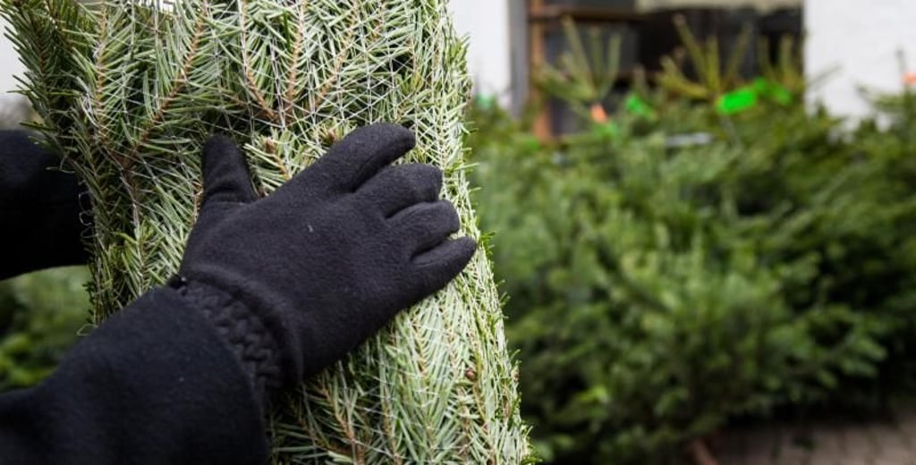 Unbekannte Täter haben am Wochenende (11. bis 13. Dezember) 20 Weihnachtsbäume vom Gelände des Repo-Marktes in Oschersleben gestohlen. Die Täter kletterten über den Zaun. Der Schaden wird auf 400 Euro geschätzt.