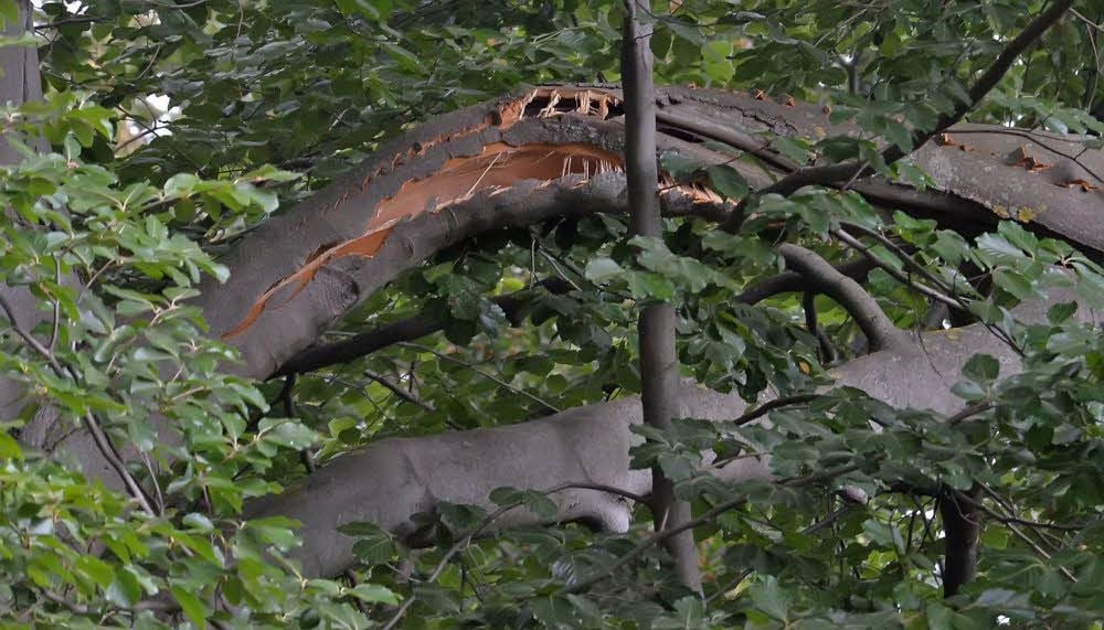 Die Buche im Ascherslebener Stadtpark hat einen riesigen Ast abgesprengt. Grünbruch. Für Passanten ist das gefährlich.