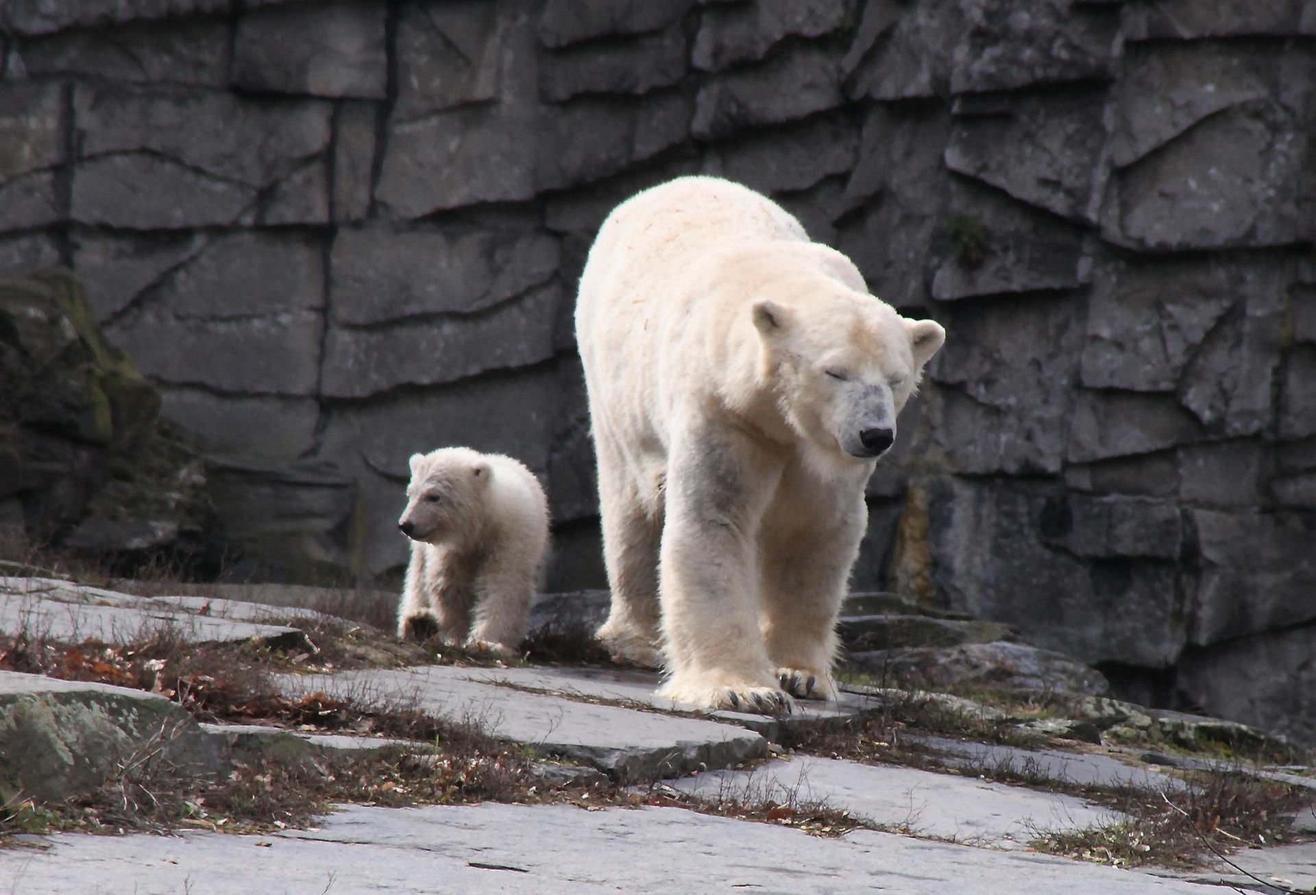 Eisbären-Patrouille im Tierpark-Freigelände: Mutter Tonja und ihr Kind.