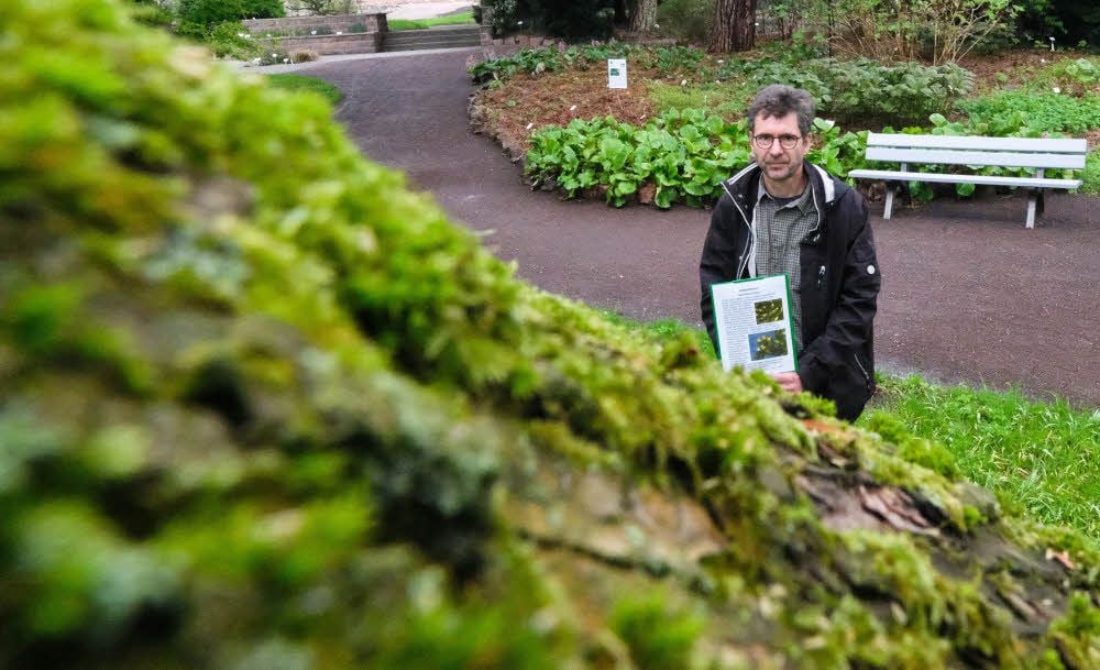 Matthias Hoffmann, Kustos des Botanischen Gartens, widmet sich in Schautafeln der städtischen Flora - hier ein epiphytisches Moos auf einem Baum.