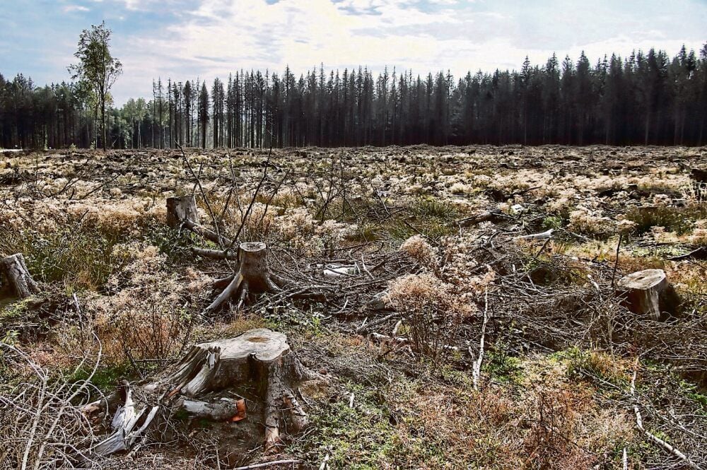 Die Wälder um Breitenstein sind von leeren Flächen geprägt.
